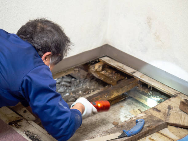 Best Industrial Mold Remediation in New Lexington, OH