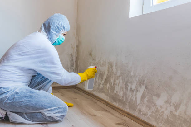 Professional Mold Remediation in New Lexington, OH