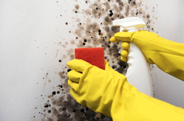 Best Emergency Mold Remediation in New Lexington, OH