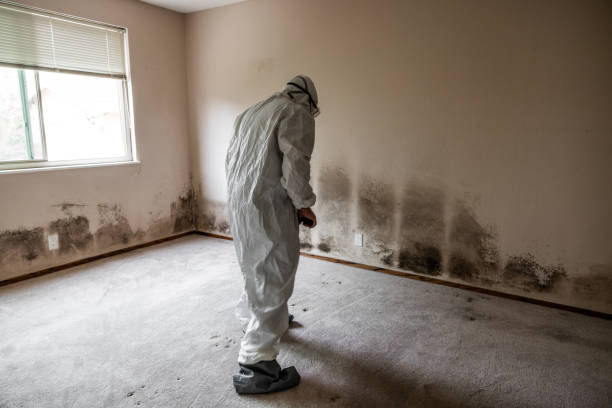 Reliable New Lexington, OH Mold Remediation Solutions