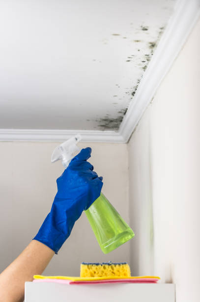 Best DIY Mold Remediation Support Services in New Lexington, OH