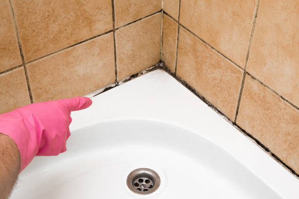 Best Residential Mold Remediation in New Lexington, OH